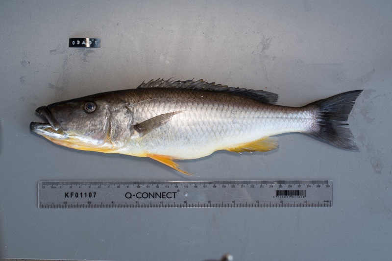 Rhamphochromis woodi 'Nkhata Bay'
